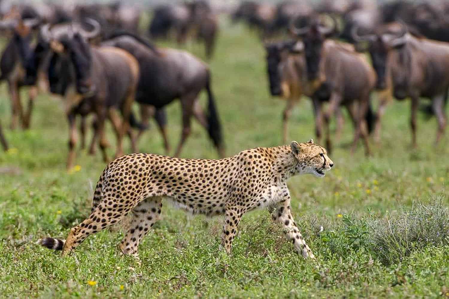 Serengeti & Ngorongoro
